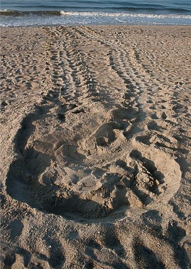 Turtle Tracks with Nest 1