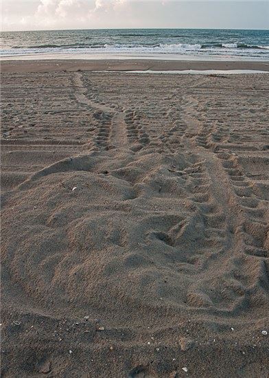 Turtle Tracks with Nest 2