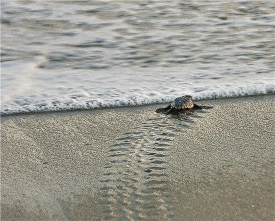 Sea Turtle Entering Ocean